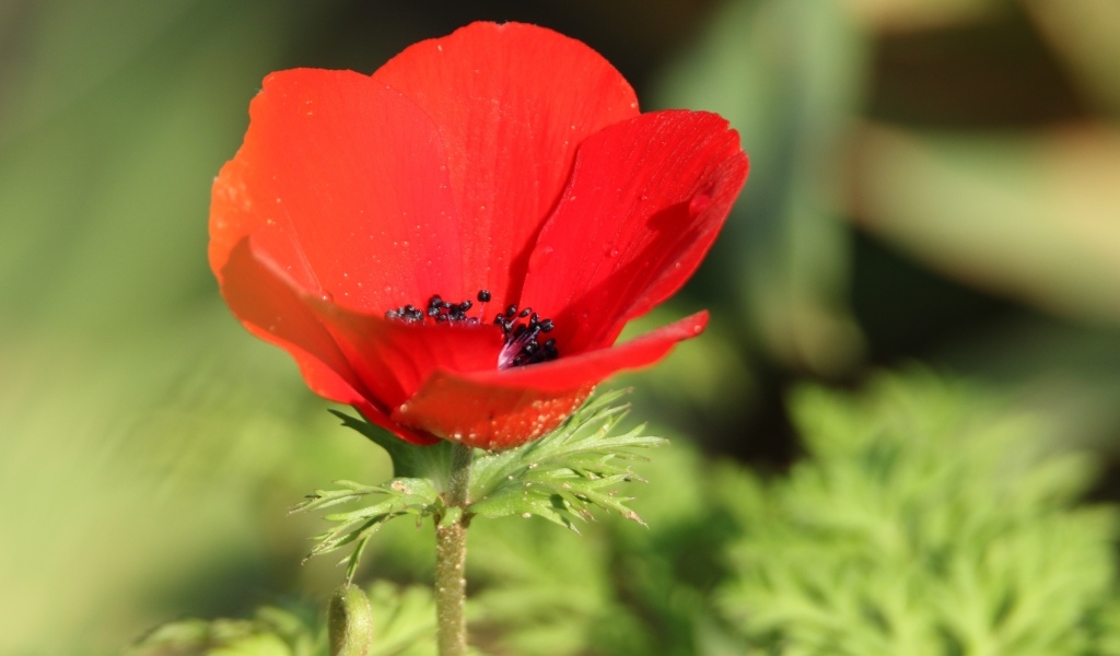 Красный садовый мак с черной серединкой