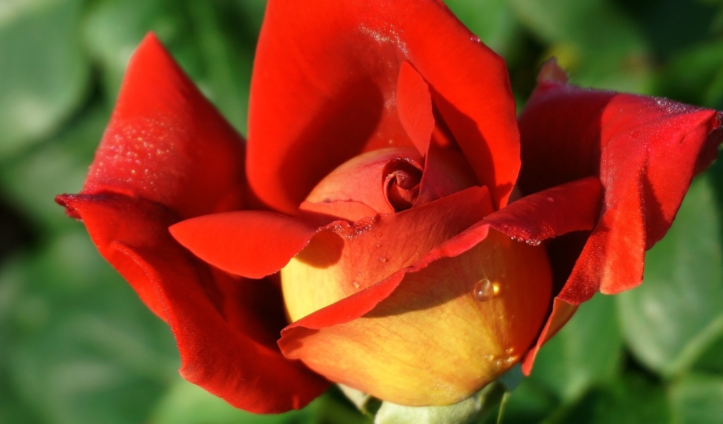 Красный цветок садовой розы крупным планом