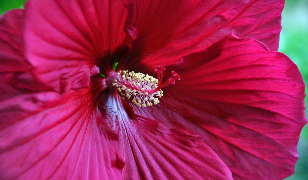 Красный гибискус крупным планом на зеленом фоне