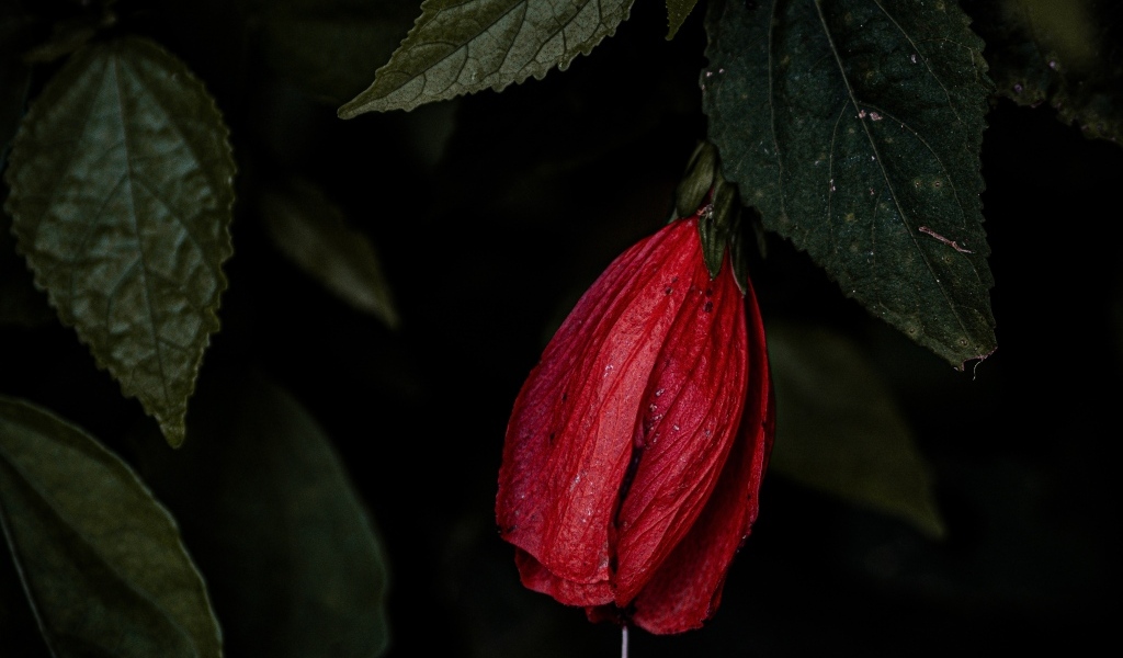 Красный цветок гибискуса в зеленых листьях