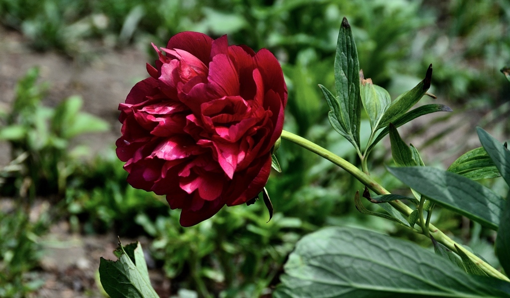 Красный пион с зелеными листьями на клумбе