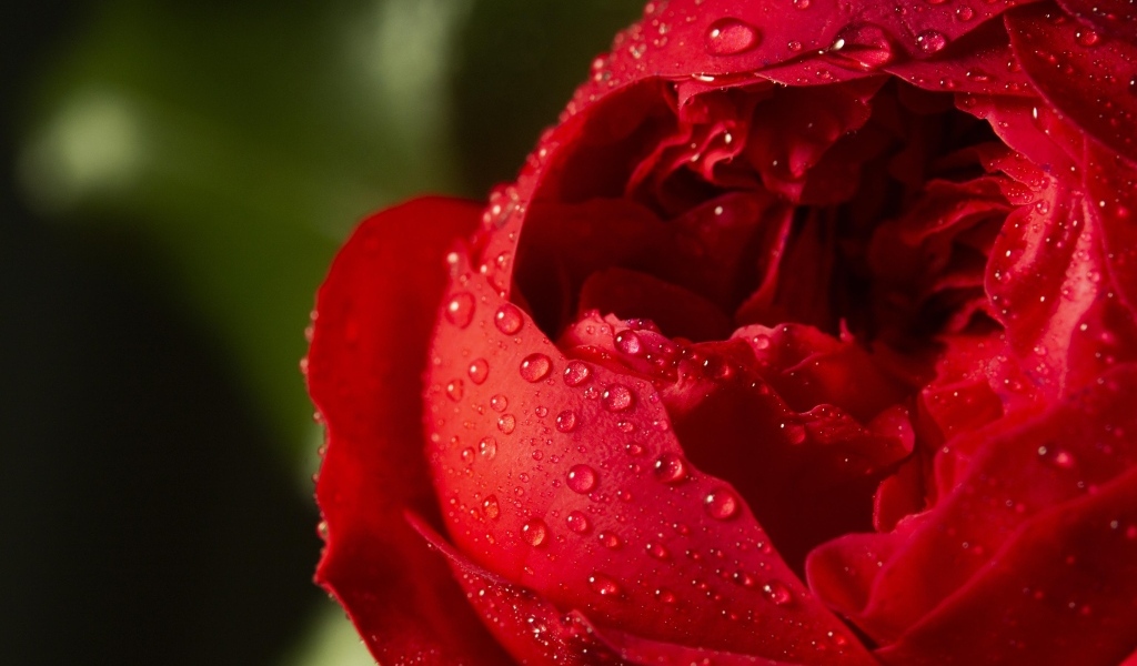 Красный цветок розы в каплях росы крупным планом