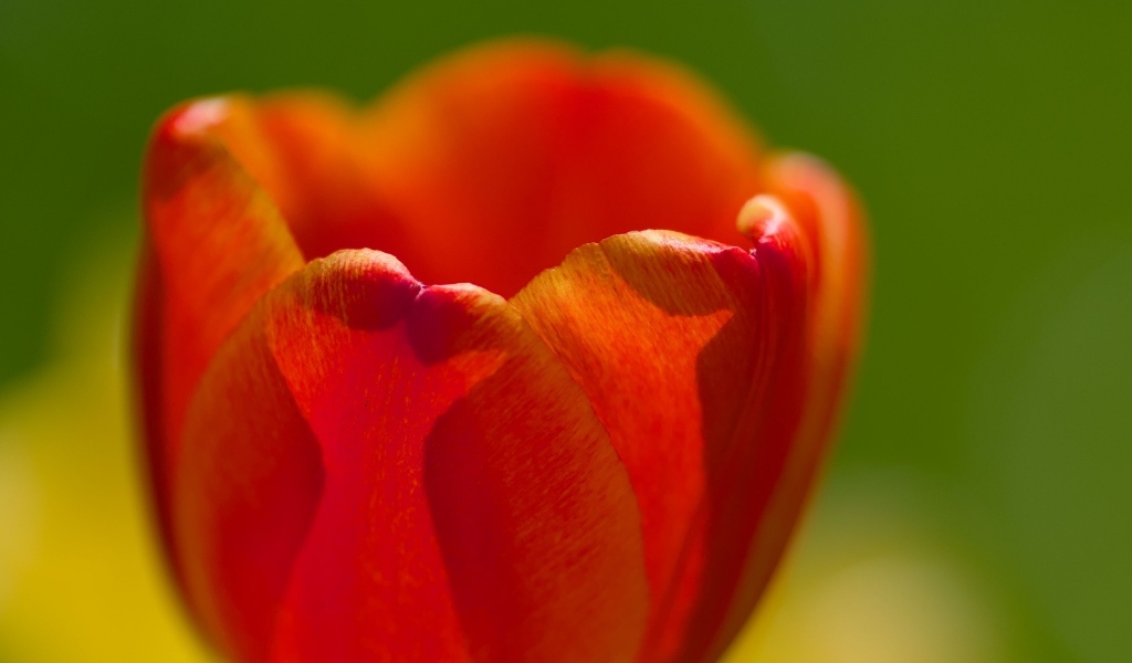 Красные лепестки тюльпана в макро съемке