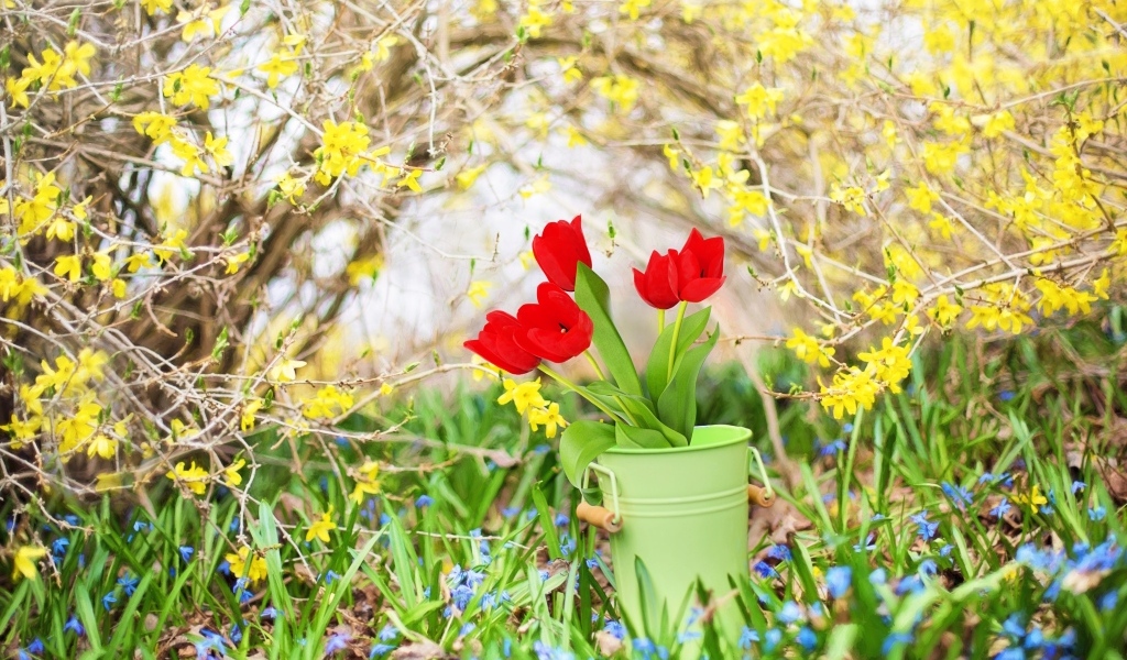 Красные тюльпаны в ведре в саду