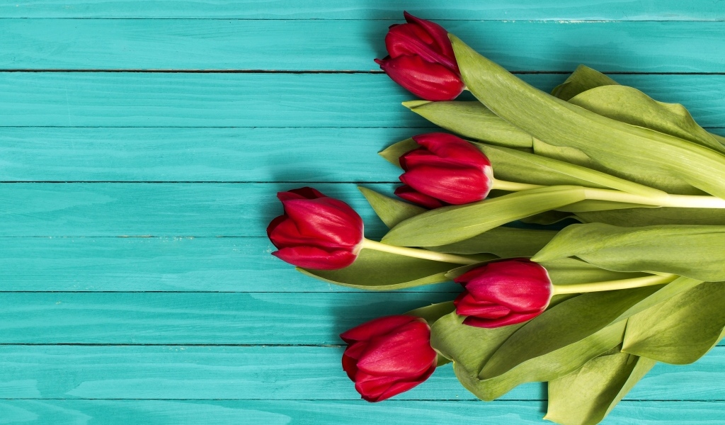 Красные тюльпаны на голубом деревянном фоне