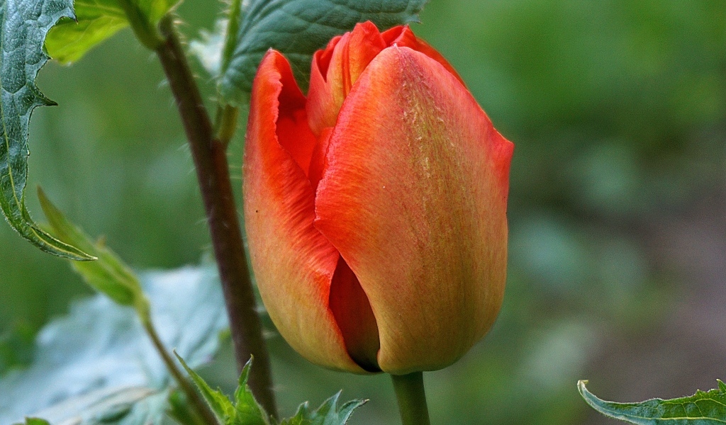 Красный нераспустившийся тюльпан крупным планом