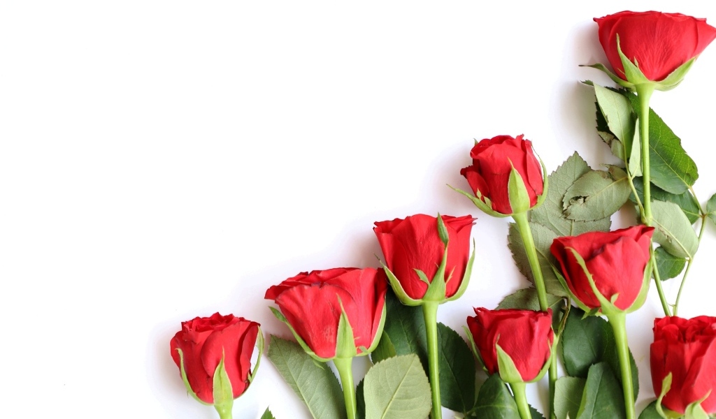 Романтические красные розы на белом фоне