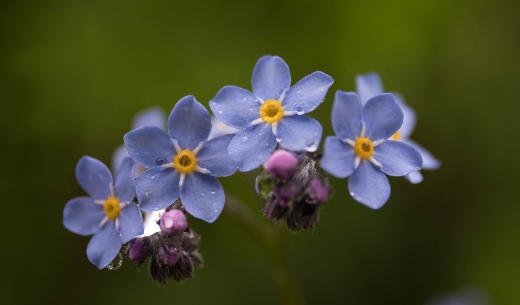 Мелкие синие цветы незабудка крупным планом