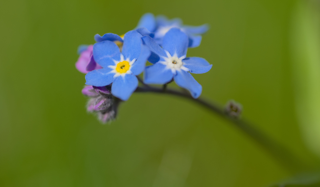 Маленький цветок незабудка на зеленом фоне