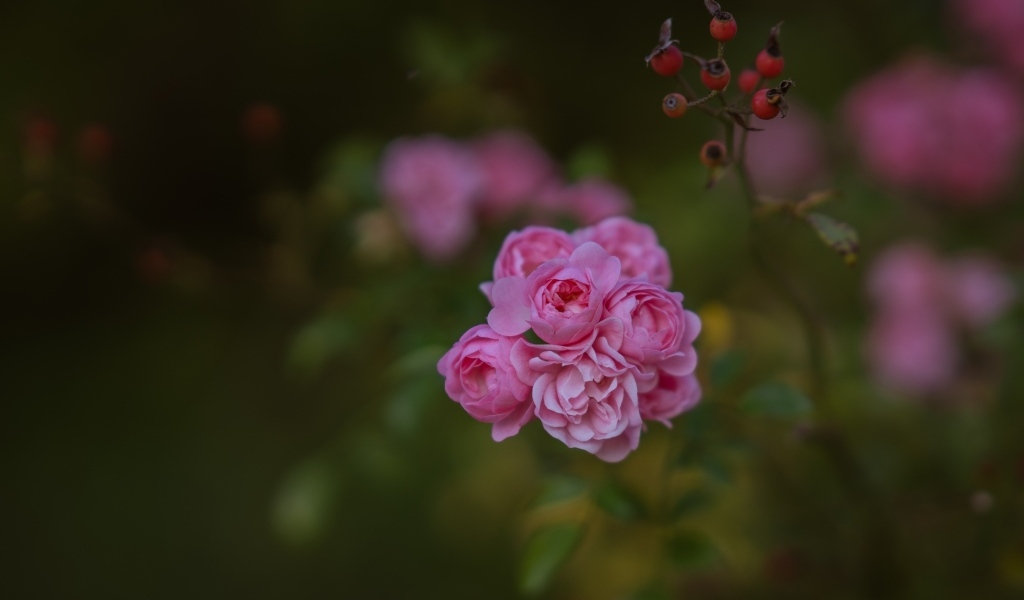 Мелкие розовые кустовые розы