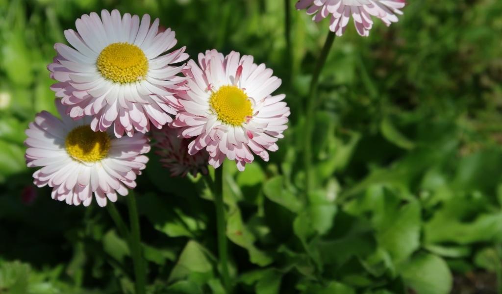 Маленькие розовые маргаритки крупным планом