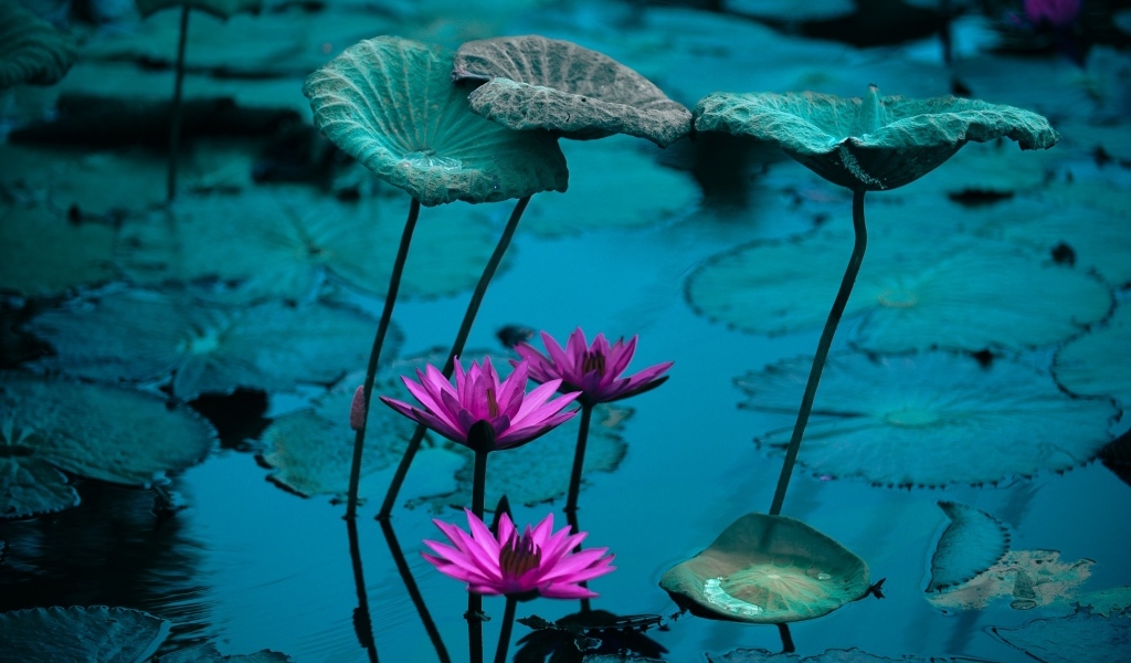 Маленькие розовые цветы лилии в воде с листьями