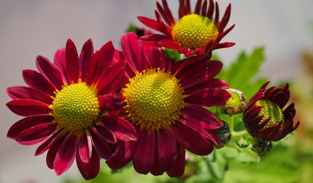 Маленькие красные цветы хризантемы