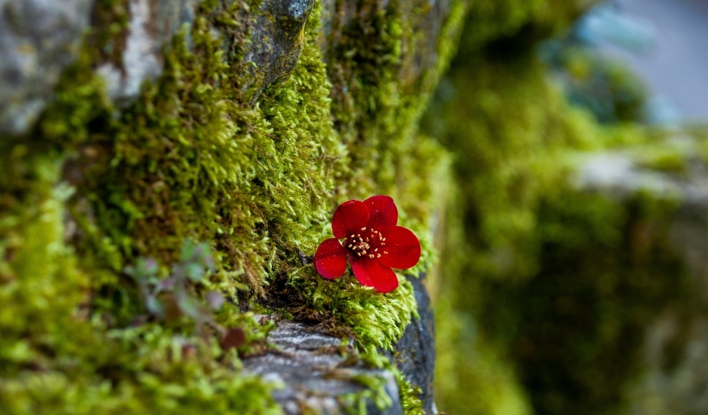 Маленький красный цветок на покрытой мхом поверхности 