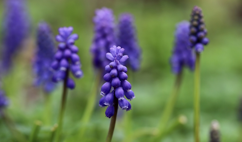 Маленькие весенние цветы мускари на зеленом фоне