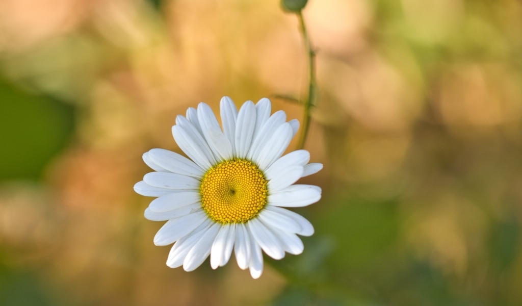 Маленькая полевая белая ромашка с бутоном