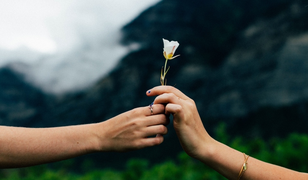 Маленький белый цветок в руках