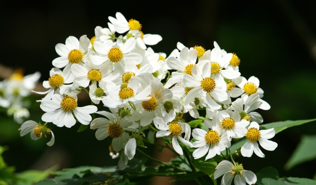 Мелкие белые цветы крупным планом