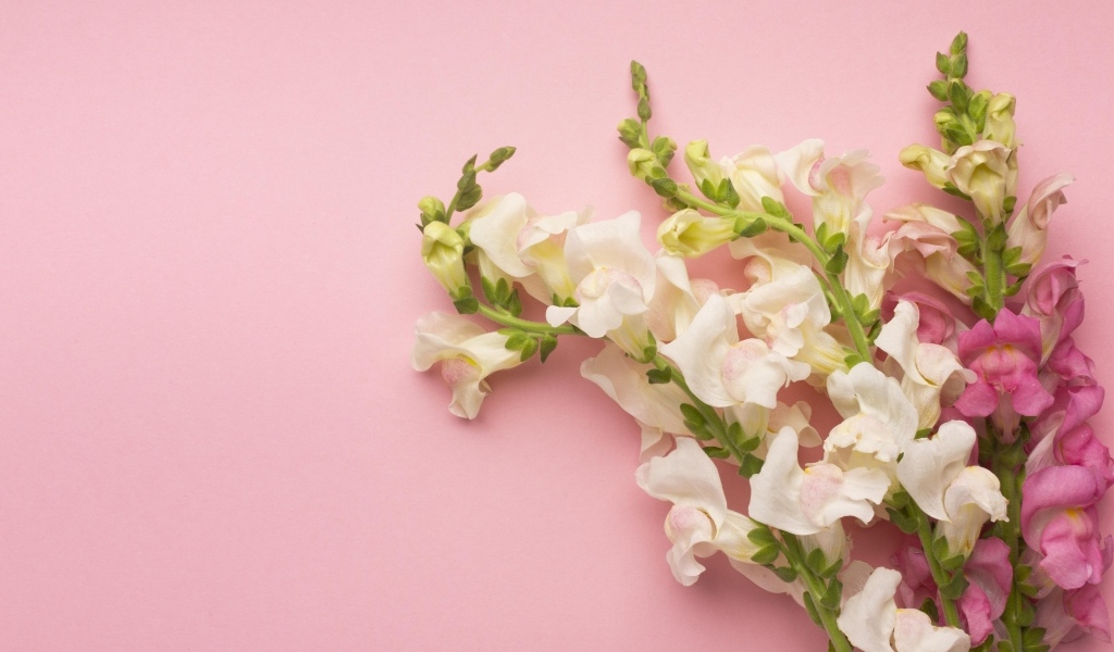 Цветы львиный зев на розовом фоне