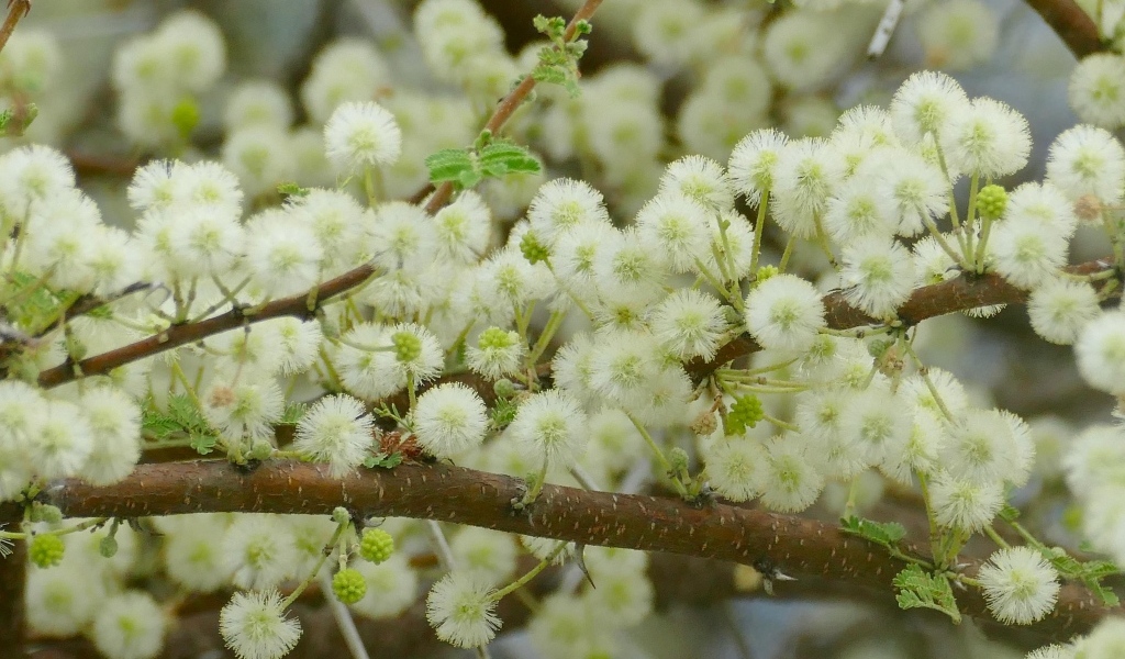 Весенние пушистые цветы на ветках дерева 