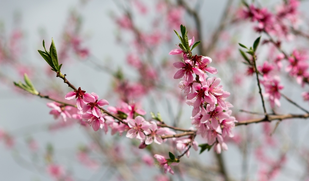 Весенние цветы персика на ветках