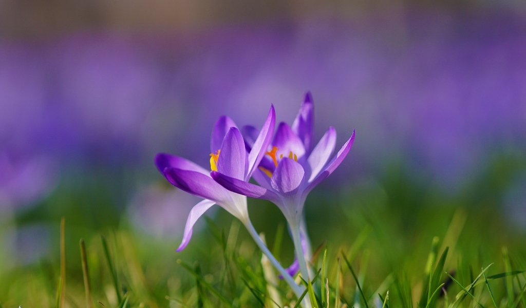 Весенние фиолетовые маленькие первоцветы крокусы