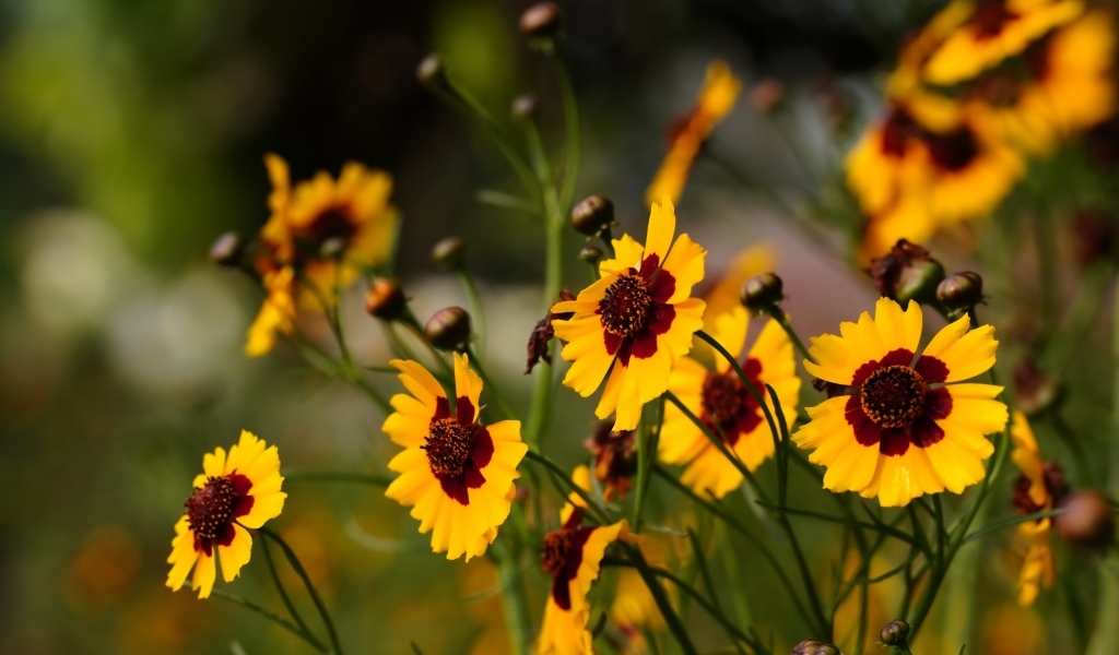 Летние маленькие красивые полевые цветы