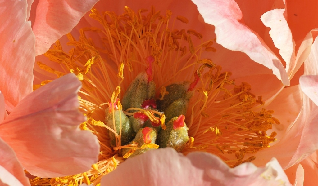 Серединка розового цветка пиона