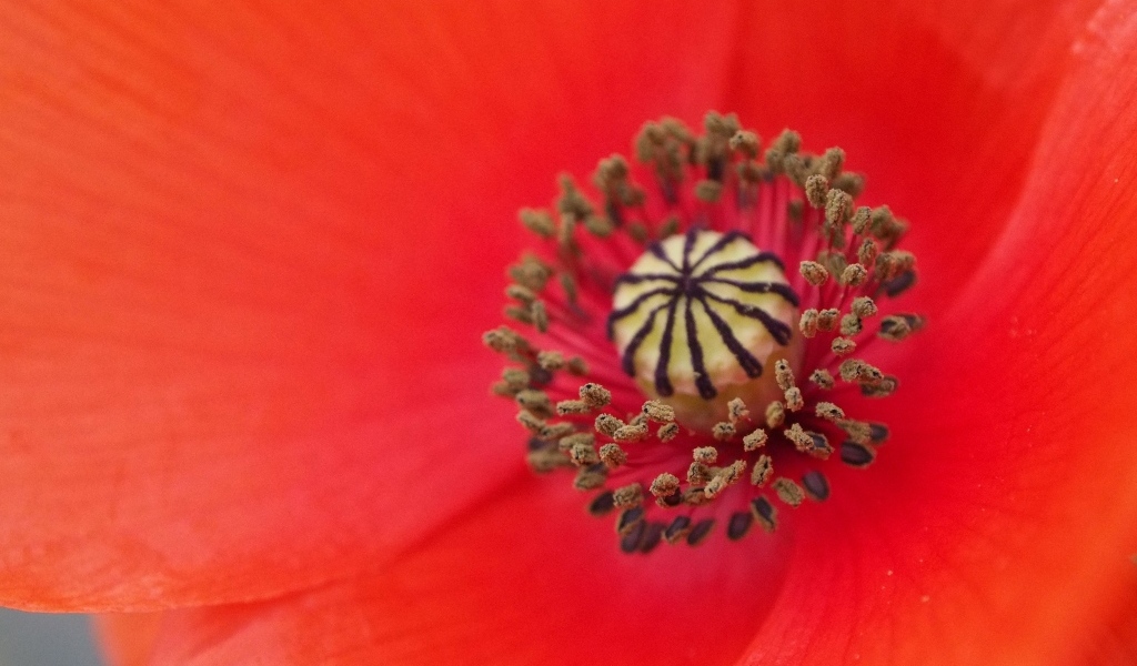 Серединка красного цветка мака крупным планом