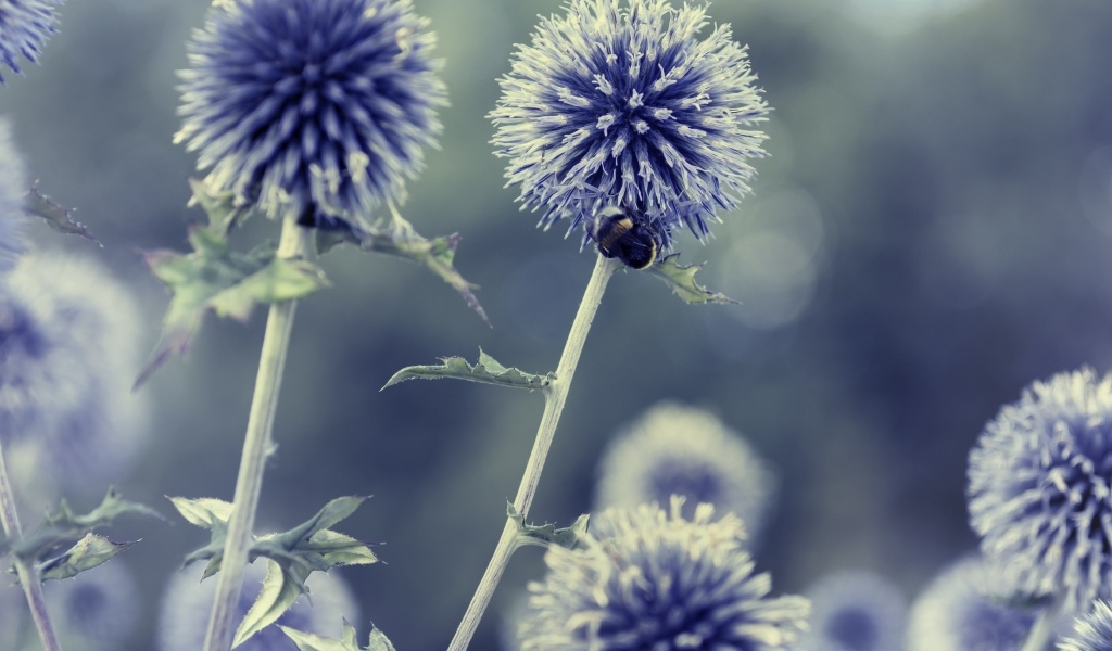 Цветы чертополох-мордовник крупным планом