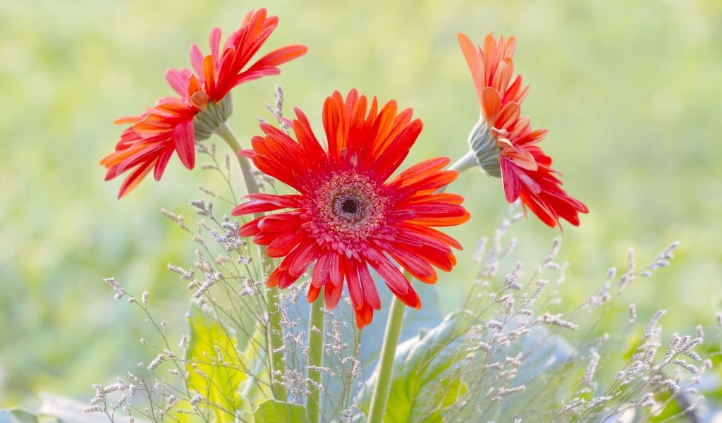 Три цветка герберы с колосьями 