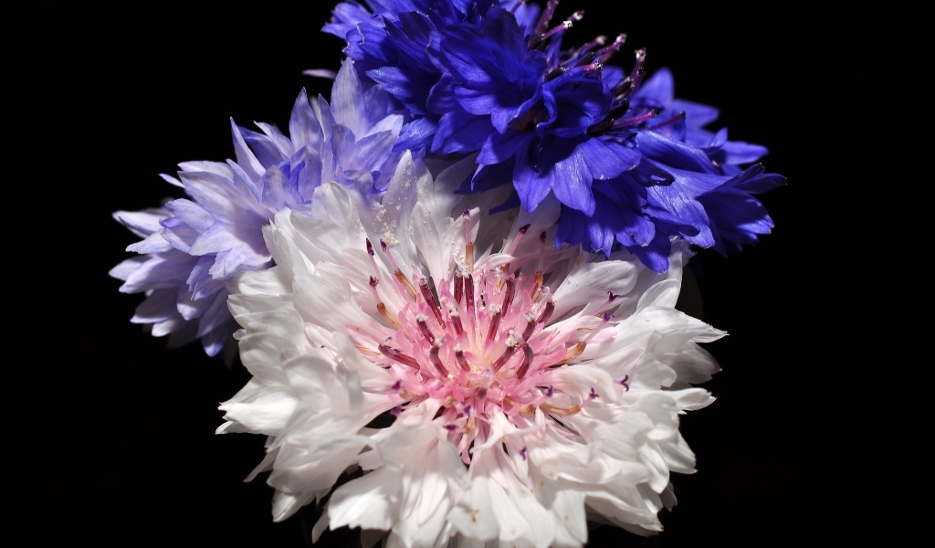 Три разноцветных василька на черном фоне