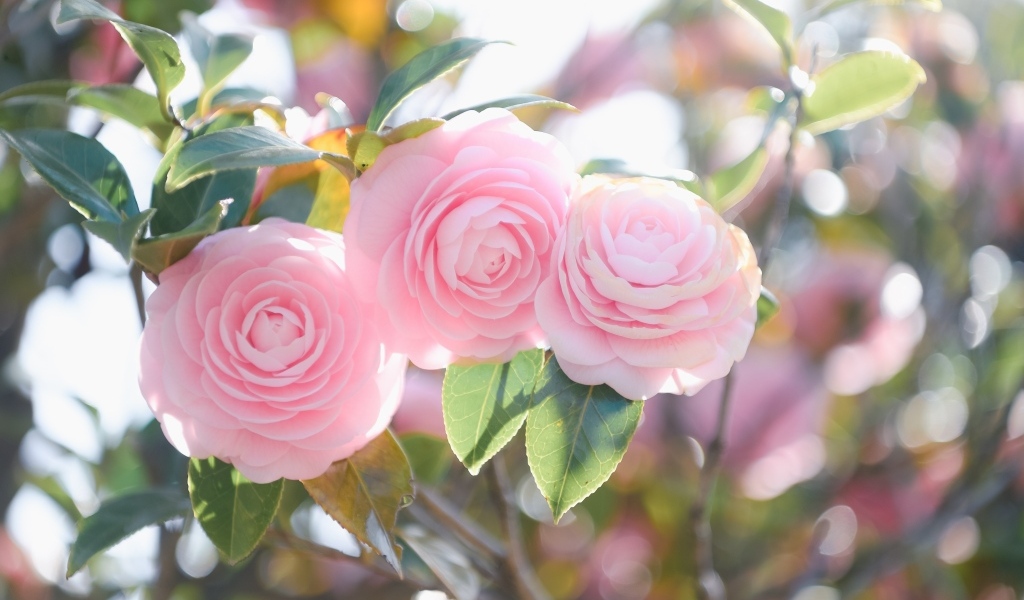 Три розовых цветка магнолии на ветках  