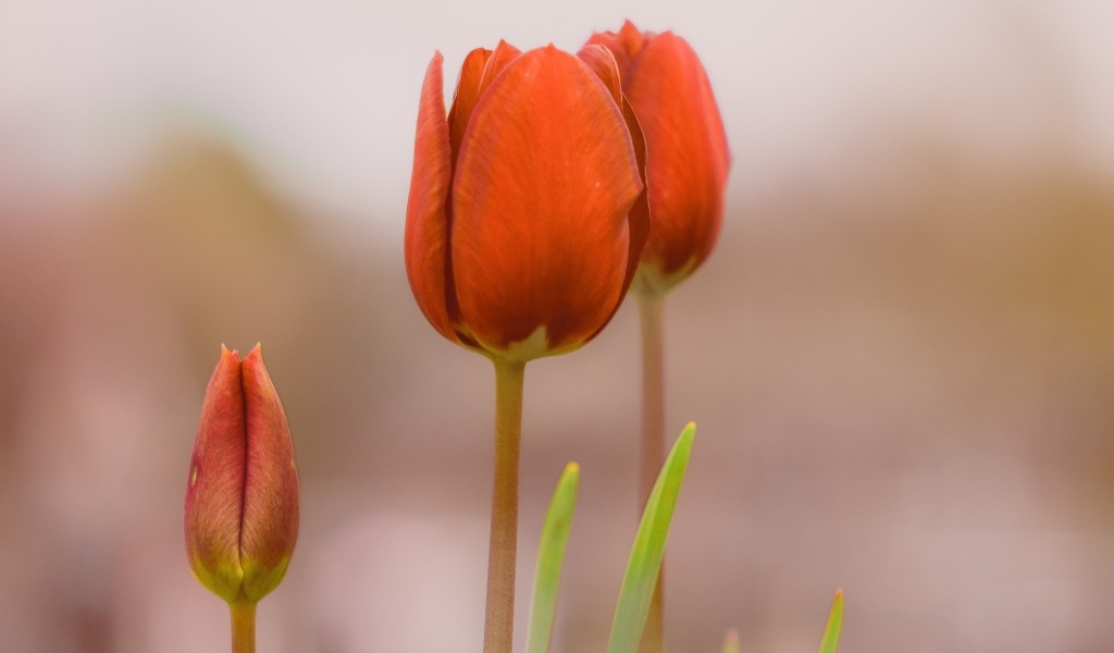 Три красных тюльпана на коричневом фоне