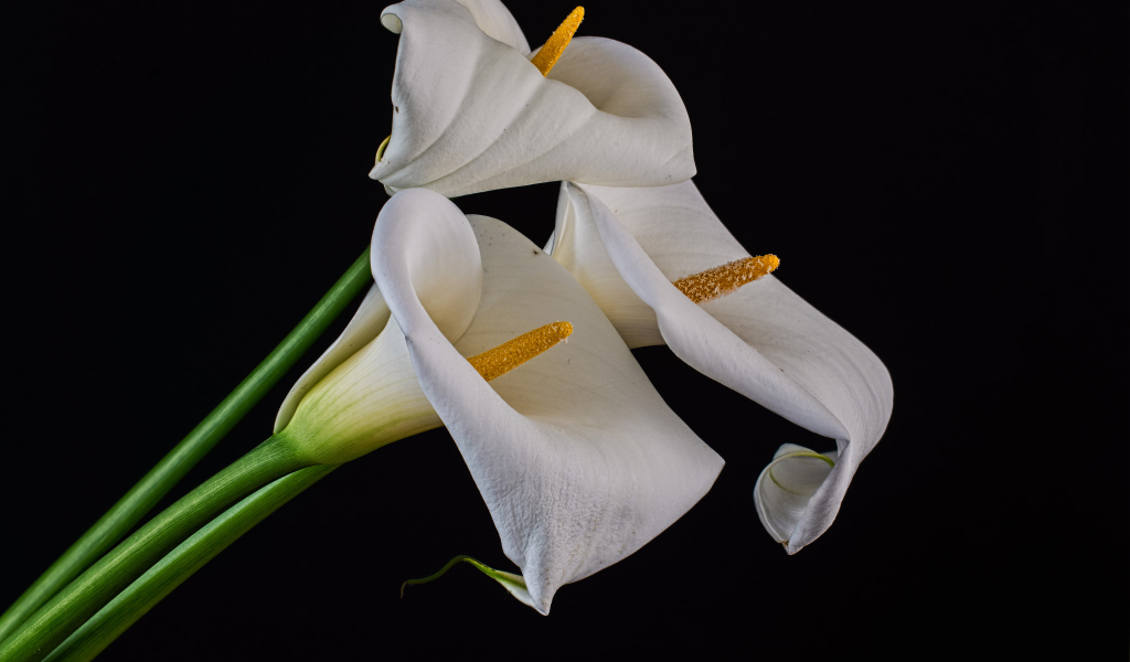 Три белых каллы на черном фоне