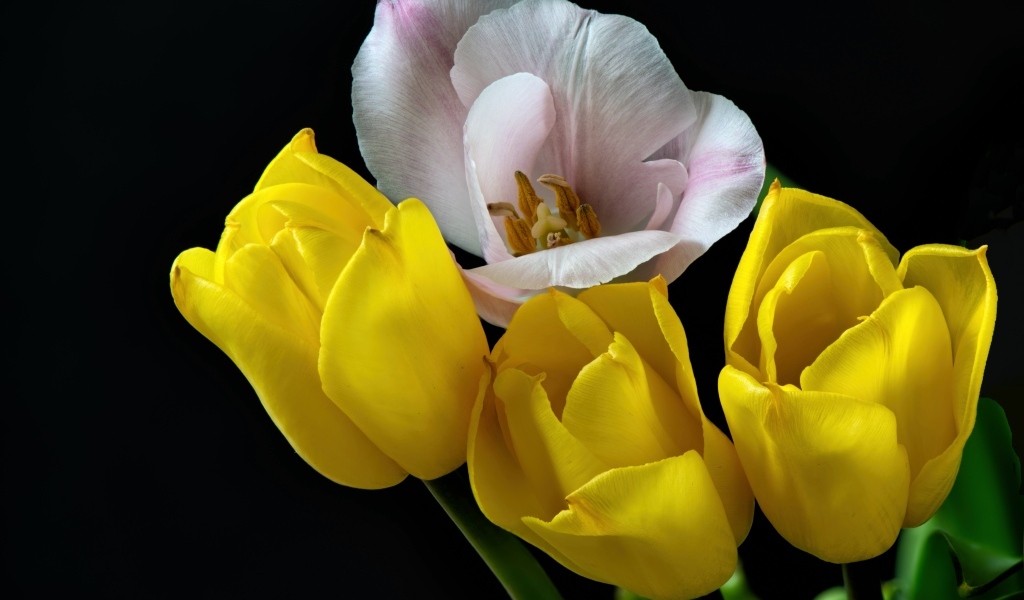 Три желтых тюльпана и один розовый на черном фоне
