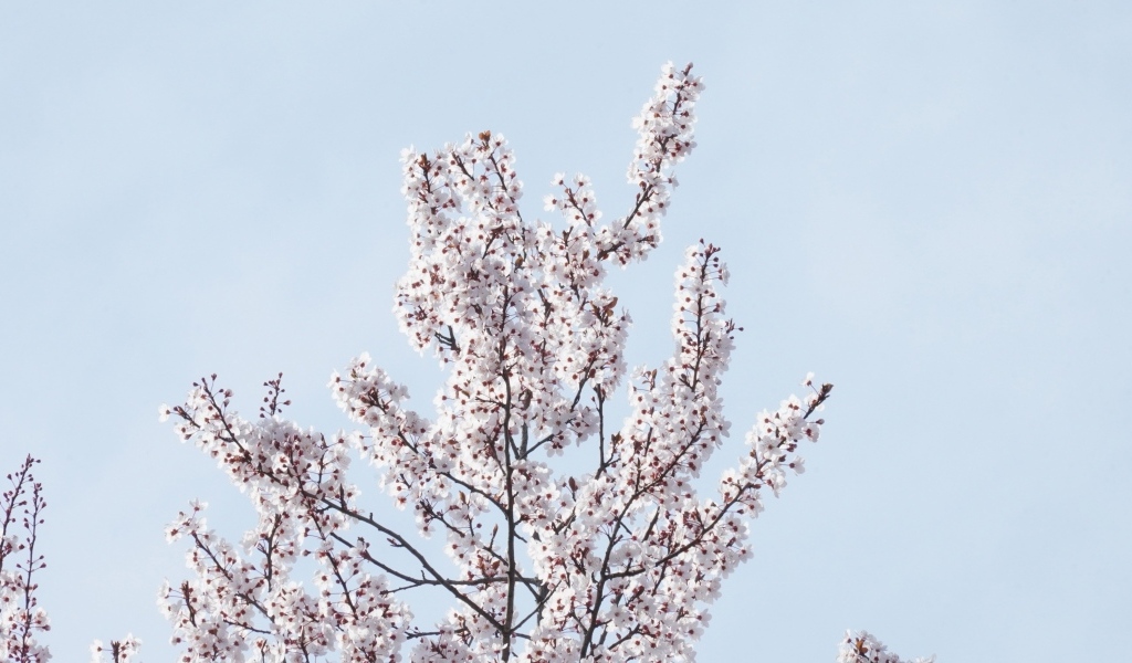 Дерево покрыто цветами на фоне голубого неба