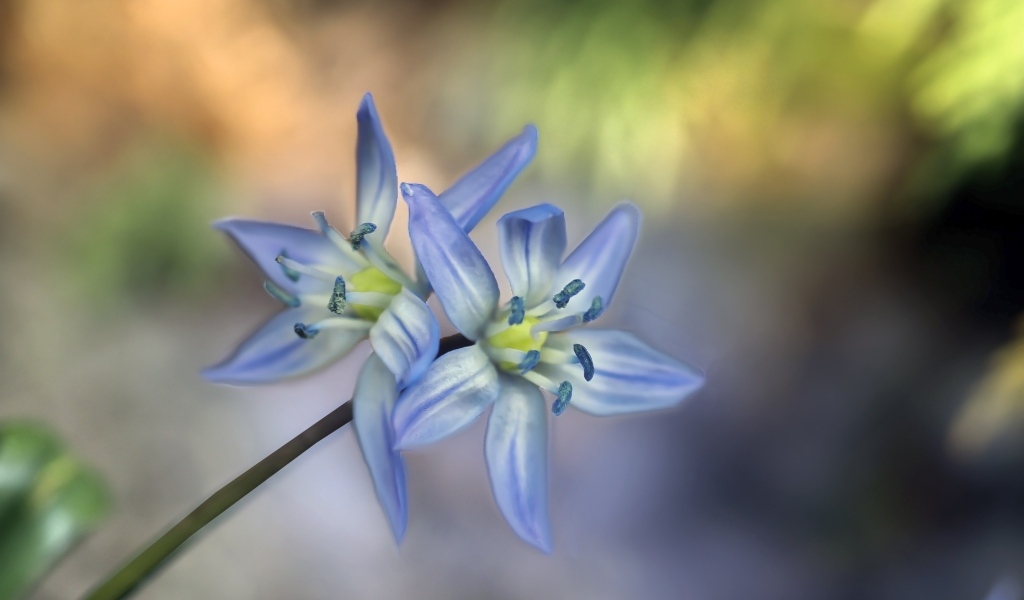 Два синих цветка пролесок крупным планом