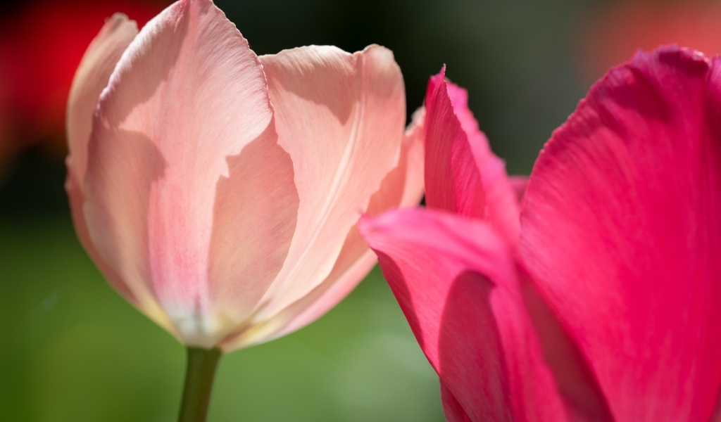 Два нежных тюльпана в лучах солнца
