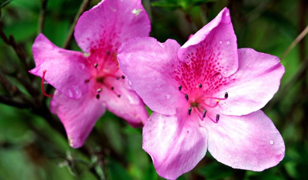 Два розовых цветка азалии крупным планом