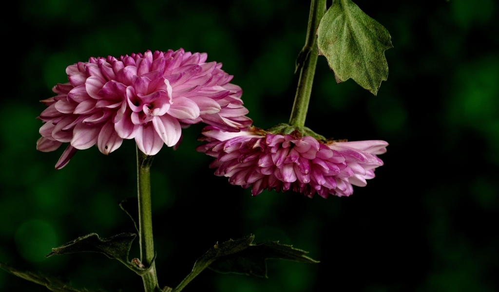 Два розовых цветка хризантемы