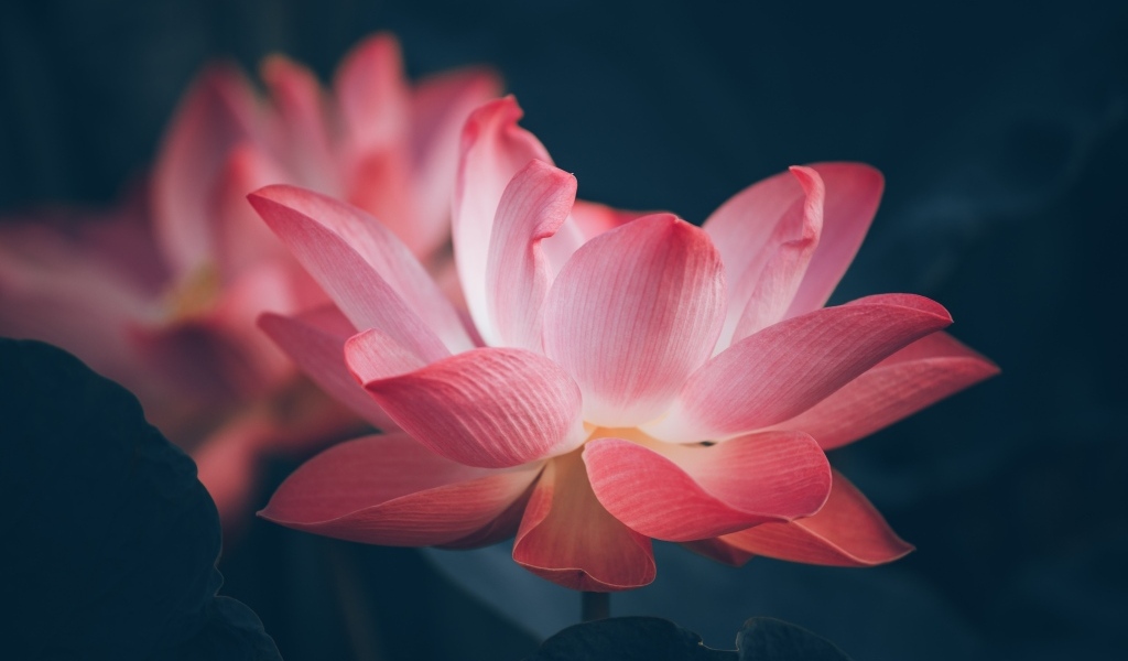 Два розовых цветка лотоса крупным планом