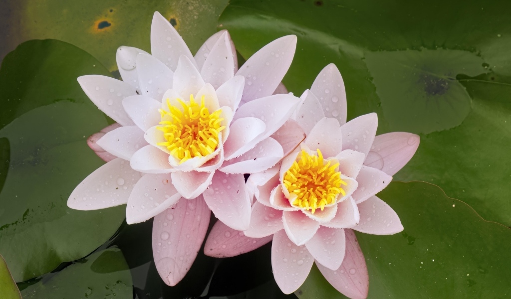 Две розовые водяные лилии в воде с зелеными листьями