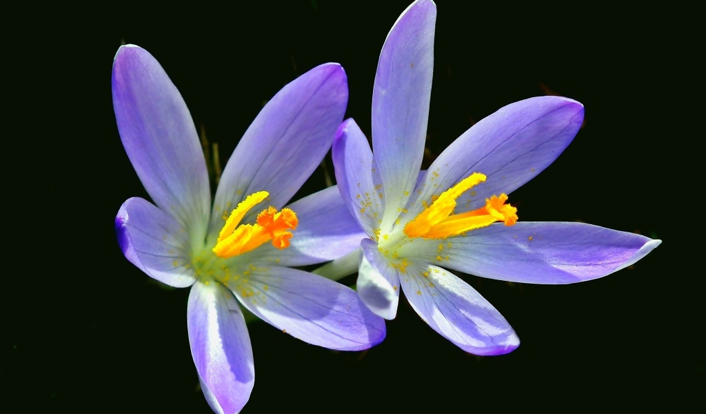 Два фиолетовых крокуса на черном фоне