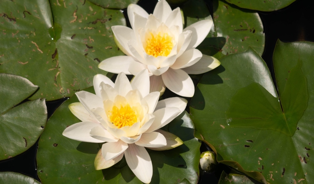 Два цветка водяной лилии с большими зелеными листьями в пруду