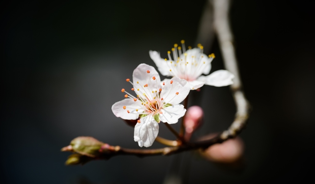Два белых цветка вишни крупным планом