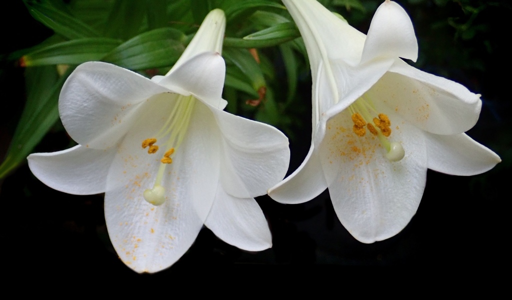 Две белые лилии в желтой пыльце на черном фоне