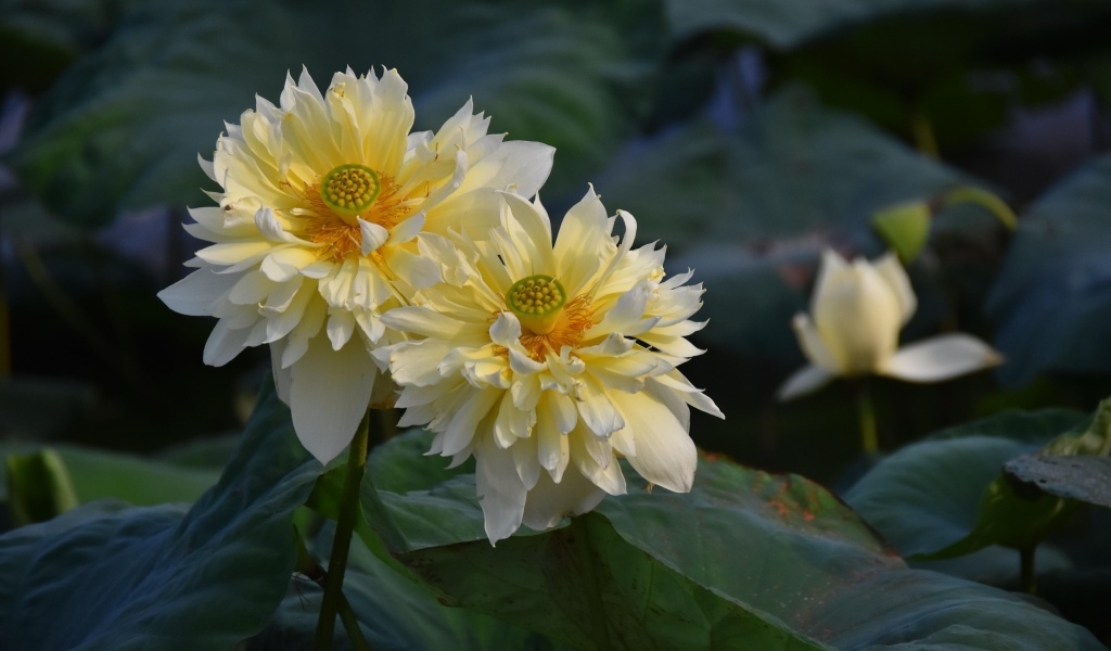 Два белых цветка лотоса отцветают 