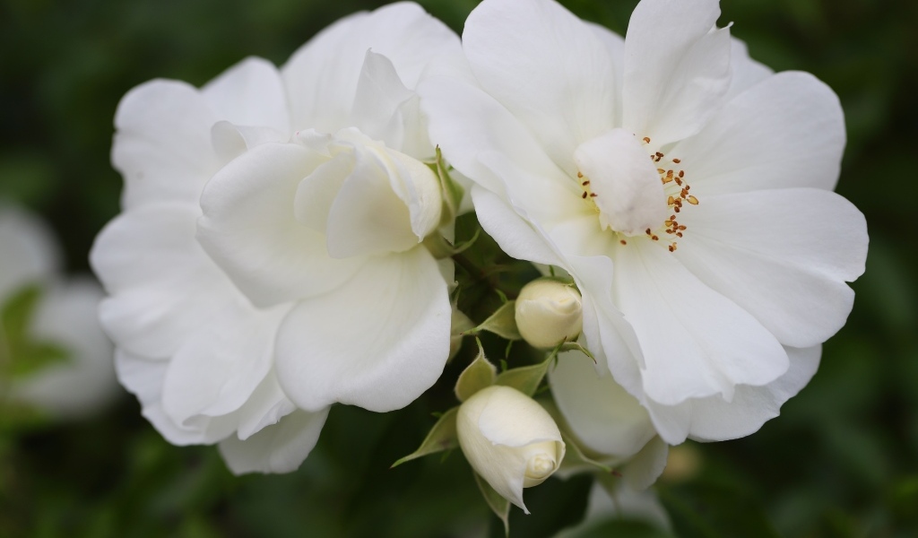 Две белые розы с бутонами крупным планом