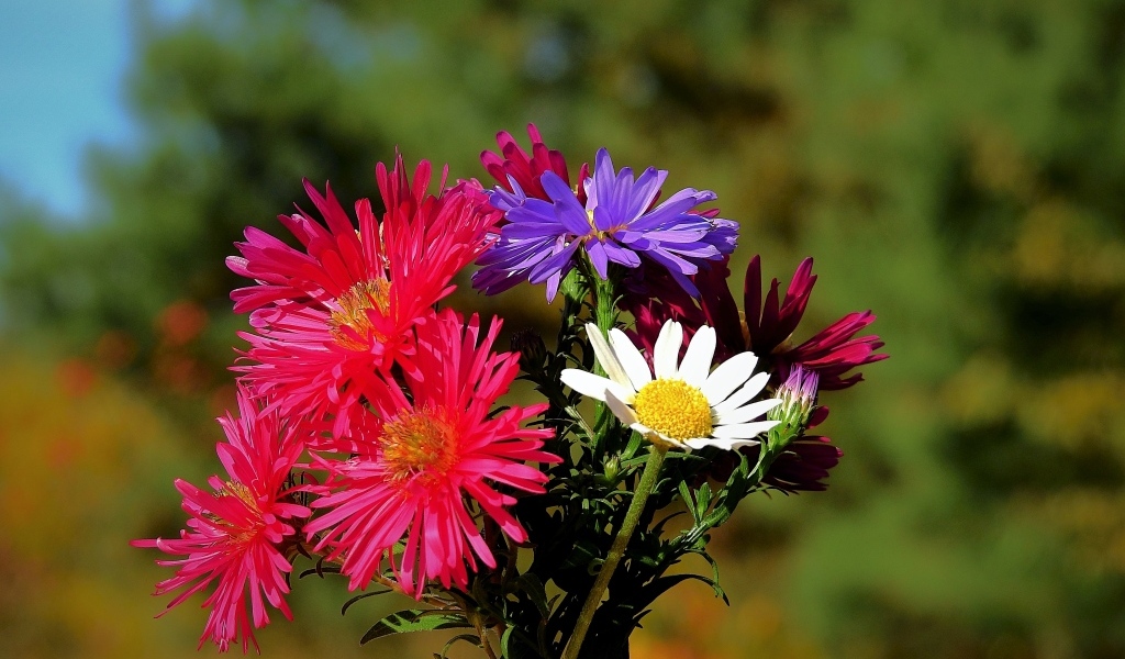 Пестрый букет осенних цветов астры
